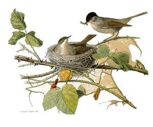 Naturgeschichtstafel: Zoologische Tafel, die dentiroströse Sperlingsvögel (mit gekerbtem Schnabel) darstellt. Der Schwarzspecht (Nest und Raupe zum Fressen). Tafel aus den neun Bänden über Vögel in „Gesammelte Werke von Buffon“ geschrieben von dem Naturfo