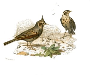 Naturgeschichtstafel: Zoologische Tafel, die dentiroströse Sperlingsvögel (mit Kerbe) darstellt. Der Haubenlerche und die Sumpflerche. Tafel aus den neun Bänden über Vögel in „Gesammelte Werke von Buffon“ geschrieben von dem Naturforscher Georges Louis Lec