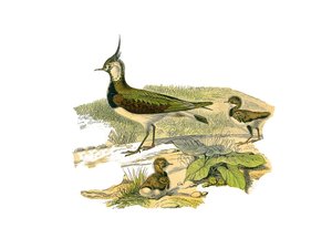 Naturgeschichtstafel: Zoologische Tafel, die langnasige Watvögel darstellt: das Lamm und sein Junges. Tafel aus den neun Bänden über Vögel in „Gesammelte Werke von Buffon“ von Naturforscher Georges Louis Leclerc