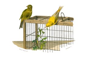 Naturgeschichtstafel: Zoologische Tafel, die koniroströse Sperlingsvögel (konischer Schnabel) darstellt. Die Kanarienvögel. Tafel aus den neun Bänden über Vögel in „Gesammelte Werke von Buffon“ geschrieben von dem Naturforscher Georges Louis Leclerc, Gra