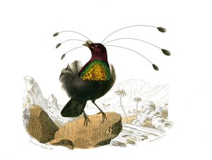 Naturgeschichtstafel: Zoologische Tafel, die koniroströse Sperlingsvögel (konischer Schnabel) darstellt. Der Sifilet. Tafel aus den neun Bänden über Vögel in „Gesammelte Werke von Buffon“ geschrieben von dem Naturforscher Georges Louis Leclerc, Graf von B