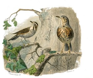 Naturgeschichtstafel: Zoologische Tafel, die kegelschnäbelige Sperlingsvögel darstellt. Der Fluch und die Abflüsse. Tafel aus den neun Bänden über Vögel in „Gesammelte Werke von Buffon“ von Naturforscher Georges Louis Leclerc, Graf von Buffon (1707-1788)
