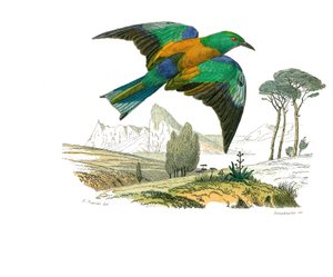 Naturgeschichtstafel: Zoologische Tafel, die kegelschnäbelige Sperlingsvögel darstellt. Der Roller von Europa. Tafel aus den neun Bänden über Vögel in „Gesammelte Werke von Buffon“ von Naturforscher Georges Louis Leclerc, Graf von Buffon (1707-1788)