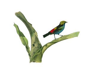 Naturgeschichtstafel: Zoologische Tafel, die körnerfressende Sperlingsvögel (kegelförmiger Schnabel) darstellt. Tafel aus den neun Bänden über Vögel in „Gesammelte Werke von Buffon“ geschrieben von dem Naturforscher Georges Louis Leclerc, Graf von Buffon (