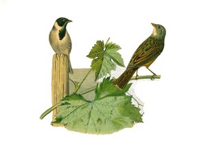 Naturgeschichtstafel: Zoologische Tafel, die körnerfressende Sperlingsvögel (kegelförmiger Schnabel) darstellt. Rohrammer und Ortolan. Tafel aus den neun Bänden über Vögel in „Gesammelte Werke von Buffon“ geschrieben von dem Naturforscher Georges Louis Lec