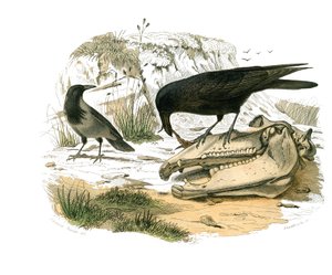 Naturgeschichte Tafel: Zoologische Tafel, die konischschnäbelige Sperlingsvögel darstellt. Die Krähe. Tafel aus den neun Bänden über Vögel in „Gesammelte Werke von Buffon“ von Georges Louis Leclerc, Graf von Buffon (1707-1788)