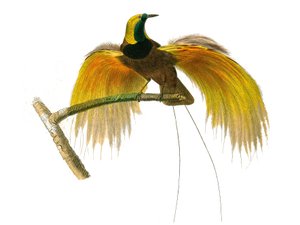 Naturgeschichte Tafel: Zoologische Tafel, die Körnerfresser darstellt
