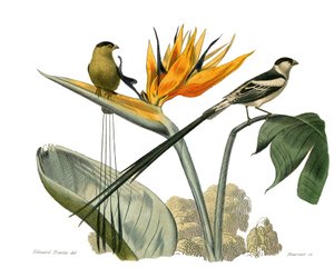 Naturgeschichte Tafel: Zoologische Tafel, die Körnerfresser darstellt