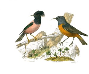Zoologische Tafel, die konirostre Sperlingsvögel darstellt
