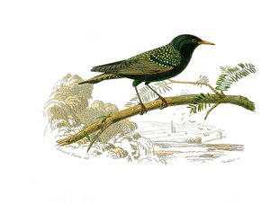 Naturgeschichtstafel: Zoologische Tafel, die Hühnervögel darstellt. Die Taube. Tafel aus den neun Bänden über Vögel in „Gesammelte Werke von Buffon“ von Naturforscher Georges Louis Leclerc, Graf von Buffon (1707-1788) zwischen 1749 und 1785. Illustration von Edouard Travies