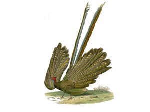 Naturgeschichtstafel: Zoologische Tafel, die Hühnervögel darstellt: Argus. Tafel aus den neun Bänden über Vögel in „Gesammelte Werke von Buffon“ von Naturforscher Georges Louis Leclerc, Graf von Buffon (1707-1788) zwischen 1749 und 1785. Illustration