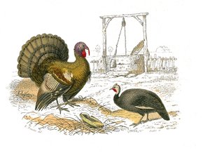 Naturgeschichtstafel: Zoologische Tafel, die Hühnervögel darstellt: Hahn, Truthahn von Edouard Travies