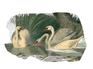 Zoologische Tafel, die lamellirostre Schwimmvögel darstellt
