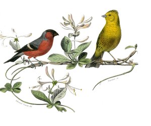 Naturgeschichte Tafel: Zoologische Tafel, die den Bouvreuil und den Spatz von Frankreich darstellt. Platte aus den neun Bänden über Vögel in „Gesammelte Werke von Buffon“ von Georges Louis Leclerc, Graf von Buffon