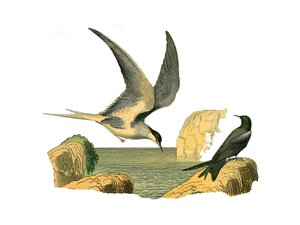 Naturgeschichtstafel: Zoologische Tafel, die Langflügler (oder hohe Segler, Hochseevögel) darstellt. Der Garin-Stein und die Vogelscheuche. Tafel aus den neun Bänden über Vögel in „Gesammelte Werke von Buffon“ geschrieben von dem Naturforscher Georges Lou von Edouard Travies