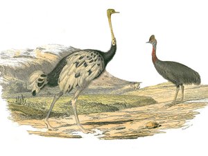Naturgeschichtstafel: Zoologische Tafel, die Watvögel darstellt: Strauß und Kasuar. Tafel aus den neun Bänden über Vögel in „Gesammelte Werke von Buffon“ geschrieben von dem Naturforscher Georges Louis Leclerc, Graf von Buffon (1707-1788) zwischen 1749 und