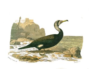 Naturgeschichtstafel: Zoologische Tafel, die Totipalmen (Unterwasserfischen) darstellt. Der Kormoran. Tafel aus den neun Bänden über Vögel in „Gesammelte Werke von Buffon“ geschrieben von dem Naturforscher Georges Louis Leclerc, Graf von Buffon (1707-1788) von Edouard Travies