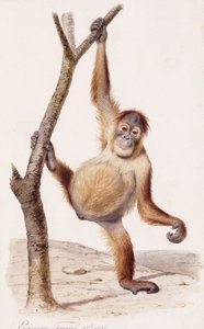Orang-Utan, 1836
