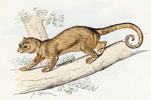Quincajou (oder Vielfraß oder Kinkajou) - 