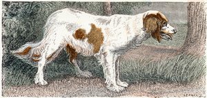 Spaniel (Hund) - „Alphabet illustriert Tiere“ 19. Jahrhundert (Gravur)