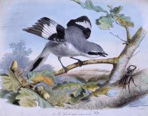Die graue Elster und ein Käfer - Zeichnung von Travies von Edouard Travies