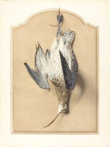 Trompe l’Oeil: Ein Brachvogel an einem Nagel hängend