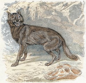 Wolf - „Alphabet illustriert Tiere“ 19. Jahrhundert