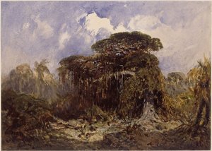 Waldstudie