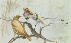 Königsvogel des Paradieses, 1909