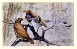 Königsvogel des Paradieses, 1909
