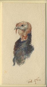 Studie eines Truthahns, 1895 von Edward Adrian Wilson
