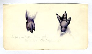 Zwei Studien des Fußes eines Kaiserpinguinkükens, 1901-04 von Edward Adrian Wilson