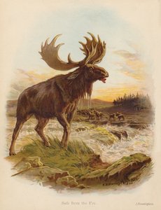 Sicher vor dem Feind von Edward Brice Montefiore
