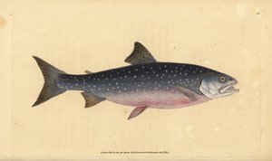 Arktische Saibling, Salvelinus alpinus alpinus. Handkolorierte Kupferstichzeichnung und -gravur von Edward Donovan aus seiner „Natural History of British Fishes“, Donovan und F.C. und J. Rivington, London von Edward Donovan