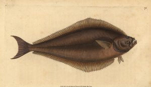 Atlantischer Heilbutt, Hippoglossus hippoglossus. Gefährdet. (Holibut, Pleuronectes hippoglossus). Handkolorierte Kupferplatte gezeichnet und graviert von Edward Donovan aus seiner Natural History of British Fishes, Donovan und F.C. und J. Rivington, Londo
