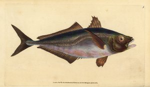 Atlantischer Stöcker, Trachurus trachurus (Stöcker, Scomber trachurus). Handkolorierte Kupferplatte gezeichnet und graviert von Edward Donovan aus seiner Naturgeschichte der britischen Fische, Donovan und F.C. und J. Rivington, London von Edward Donovan