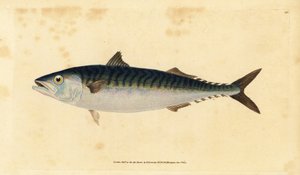 Atlantischer Makrele, Scomber scombrus (Makrele, Scomber scomber)