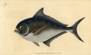Atlantischer Brachsen, Brama brama. Handkolorierte Kupferstichzeichnung und -gravur von Edward Donovan aus seiner „Natural History of British Fishes“, Donovan und F.C. und J. Rivington, London von Edward Donovan