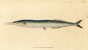Atlantischer Hornhecht, Scomberesox saurus saurus. Handkolorierte Kupferstichzeichnung und -gravur von Edward Donovan aus seiner „Natural History of British Fishes“, Donovan und F.C. und J. Rivington, London