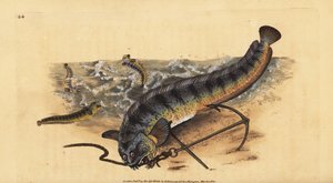 Atlantischer Seewolf, Anarhichas lupus. Handkolorierte Kupferstichzeichnung und -gravur von Edward Donovan aus seiner „Natural History of British Fishes“, Donovan und F.C. und J. Rivington, London von Edward Donovan
