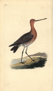 Pfuhlschnepfe (Männchen), Limosa lapponica. Handkolorierte Kupferstichzeichnung und -gravur von Edward Donovan aus seiner Natural History of British Birds, London