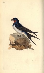 Rauchschwalbe, Hirundo rustica. Handkolorierter Kupferstich von Edward Donovan aus seiner eigenen „Natural History of British Birds“, London