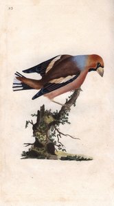 Großschnabel bricht Kern. Coccothraustes (Loxia coccothraustes). Kupferstich von Edward Donovan, veröffentlicht in Histoire naturelle des oiseaux britanniques, London von Edward Donovan