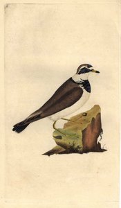 Sandregenpfeifer. Charadrius hiaticula. Kupferstich von Edward Donovan (1768-1837), veröffentlicht in Histoire naturelle des oiseaux britanniques, London von Edward Donovan
