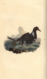 Lachmöwe, Chroicocephalus ridibundus, im Sommerkleid mit braunem Kopf. Handkolorierte Kupferstichzeichnung und -gravur von Edward Donovan aus seinem eigenen „Natural History of British Birds“, London von Edward Donovan
