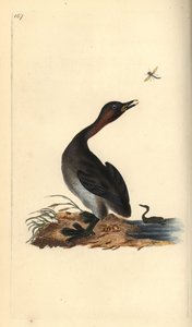 Schwarzkehlchen, Podiceps hebridicus. Handkolorierter Kupferstich gezeichnet und gestochen von Edward Donovan aus seinem eigenen „Natural History of British Birds“, London von Edward Donovan