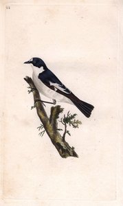 Trauerschnäpper. Ficedula hypoleuca (Muscicapa atricapilla). Kupferstich von Edward Donovan (1768-1837), veröffentlicht in Histoire naturelle des oiseaux britanniques, London von Edward Donovan