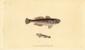 Schwarzer Grundel, Gobius niger. Handkolorierte Kupferstichzeichnung und -gravur von Edward Donovan aus seiner „Natural History of British Fishes“, Donovan und F.C. und J. Rivington, London