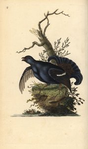 Birkhuhn, Tetrao tetrix. Handkolorierte Kupferstichzeichnung und -gravur von Edward Donovan aus seiner „Natural History of British Birds“