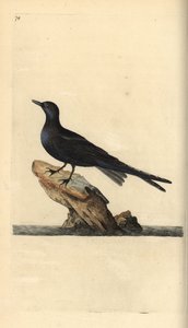 Trauerseeschwalbe, Chlidonias niger. Handkolorierte Kupferstichzeichnung und -gravur von Edward Donovan aus seiner Natural History of British Birds, London